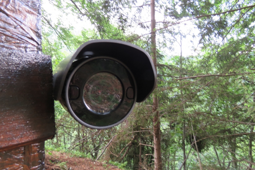 Wisenet ofrece monitoreo de la vida silvestre a través de videos en vivo